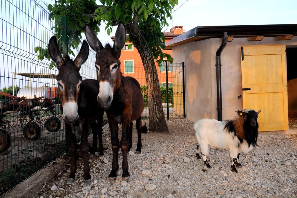 Agriturismo Al Barco Sommacampagna Exterior photo